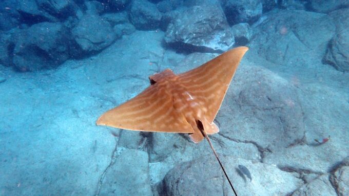 Tenerife: Kayaking and Snorkeling With Turtles - Changing Facilities
