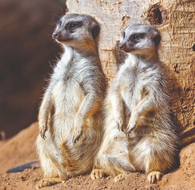 Tenerife: Loro Parque Entry Ticket - The Value of Your Ticket