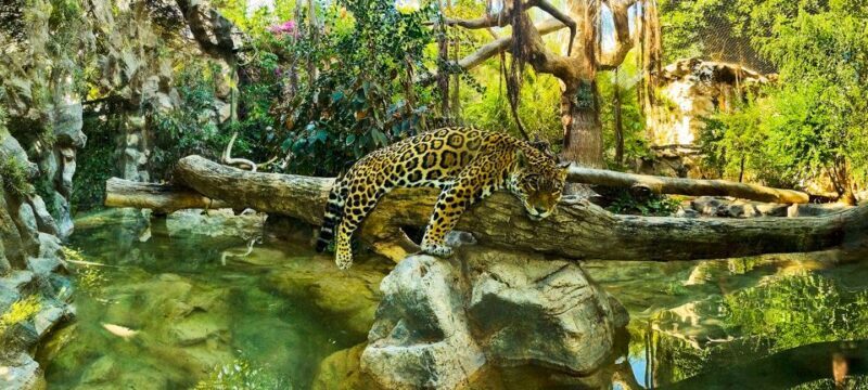 Tenerife: Loro Parque Entry Ticket - FAQ