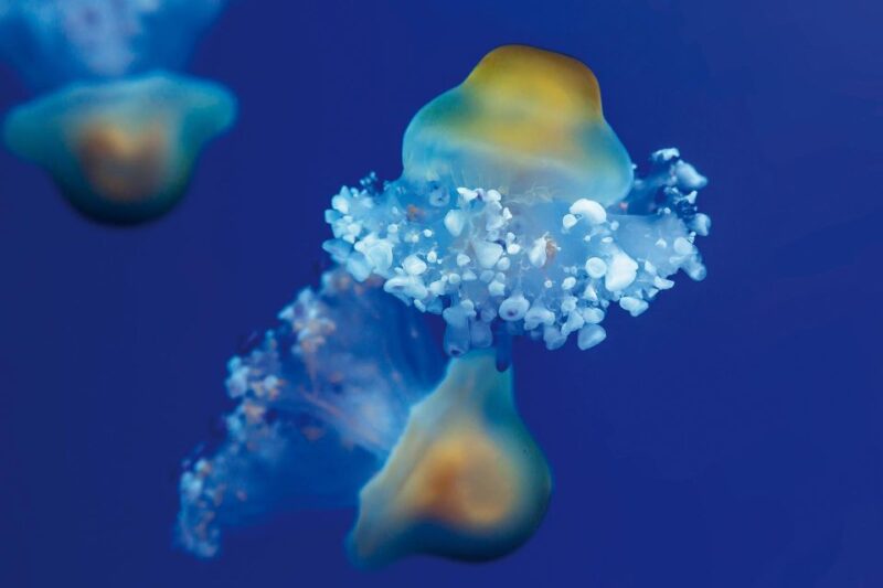 Tenerife: Loro Parque & Siam Park Entry Ticket With Transfer - Key Points