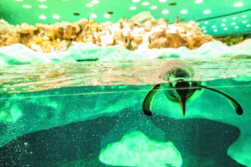 Tenerife: Loro Parque & Siam Park Entry Ticket With Transfer - Loro Parque and Siam Park Highlights