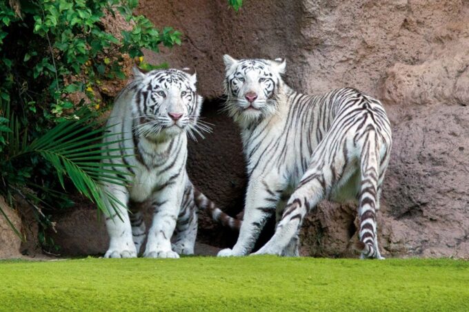 Tenerife: Loro Parque & Siam Park Entry Ticket With Transfer - Customer Ratings and Feedback