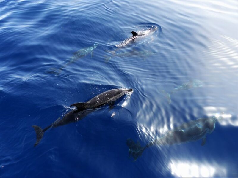 Tenerife: Los Gigantes Whale Watching Cruise by Sail Boat - Cruise Activities and Highlights