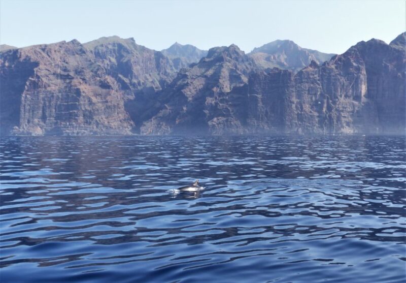 Tenerife: Los Gigantes Whale Watching Cruise by Sail Boat - Safety and Comfort During Cruise
