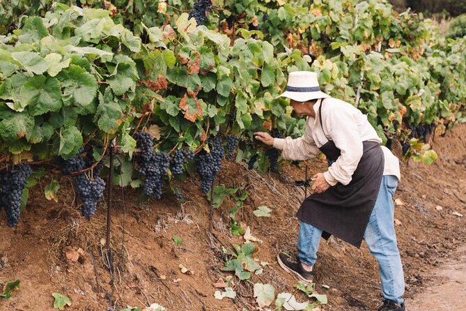 Tenerife North Gastro Wine Tour - Pickup Locations