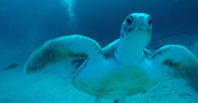 Tenerife: Private Dive for Beginners From a Boat - Key Points
