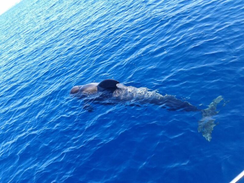 Tenerife: Private or Group 3 Hour Sailing Cruise With Drinks - Cruise Highlights