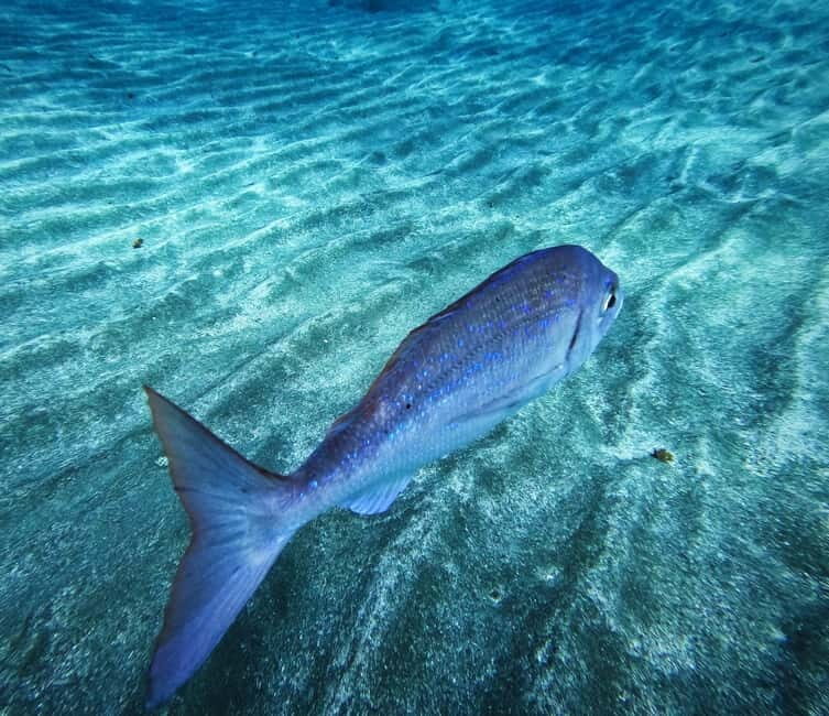 Tenerife: Private Scuba DivingCertified Instructor & Photos - The Itinerary Breakdown