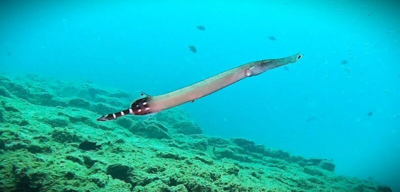 Tenerife: Private Scuba DivingCertified Instructor & Photos - Who Should Consider This Tour?