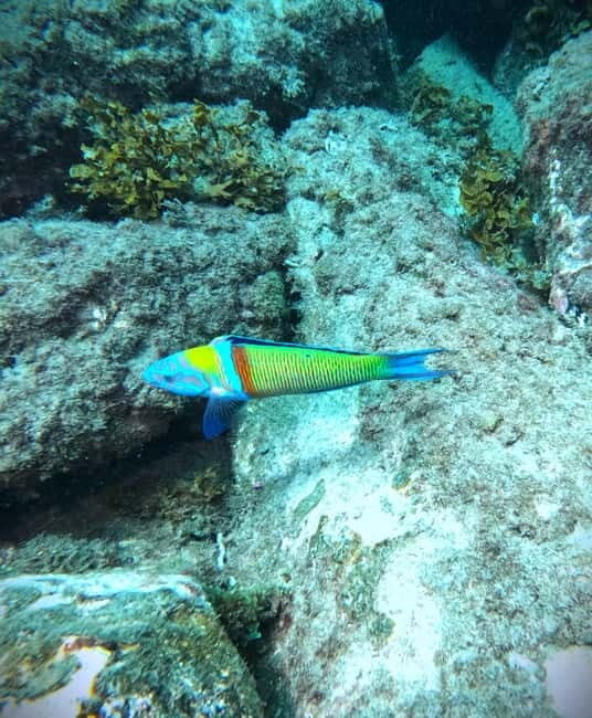 Tenerife: Private Scuba DivingCertified Instructor & Photos - The Sum Up