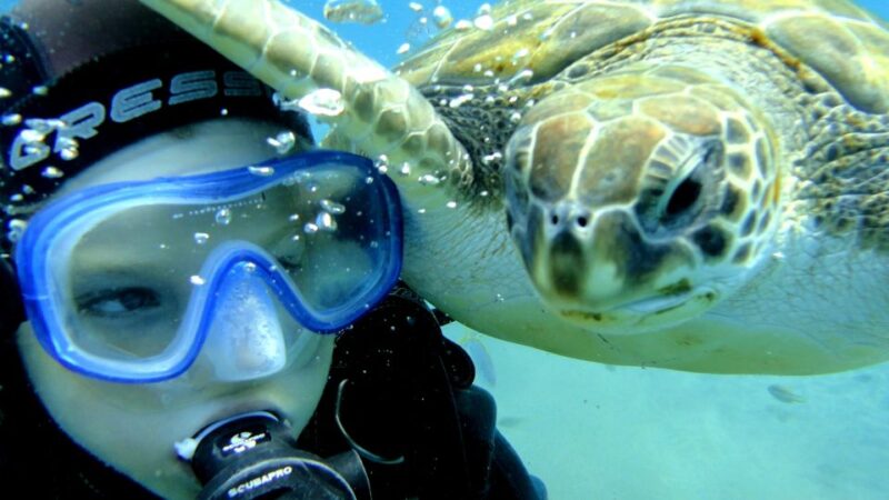 Tenerife: Puerto Colon Discover Scuba Diving Trip - Itinerary