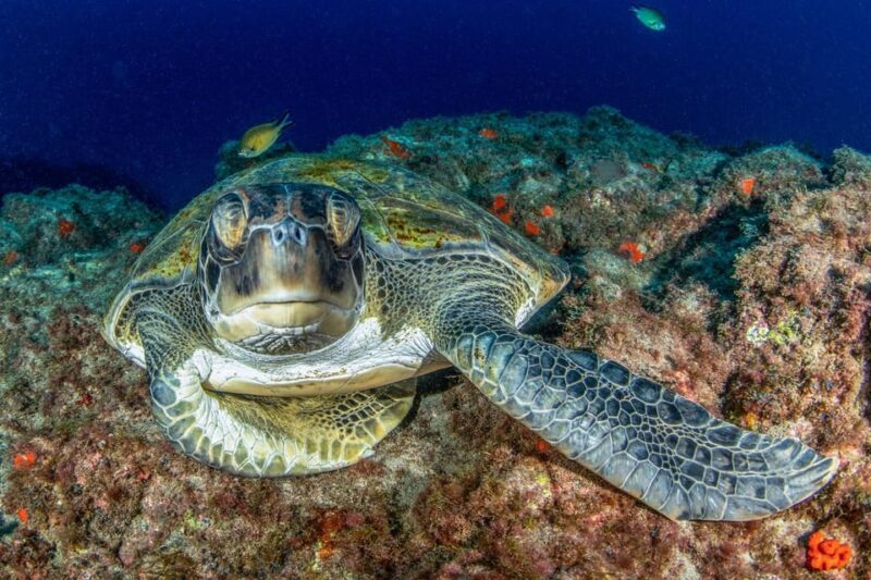 Tenerife: Scuba Diving Experience for Every Level - Key Points