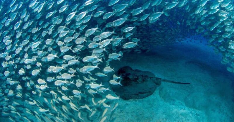 Tenerife: Scuba Diving Experience for Every Level - Dive Sites and Marine Life