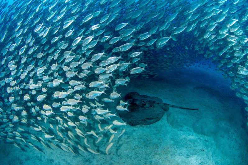 Tenerife: Scuba Diving Experience for Every Level - Safety Briefing and Training