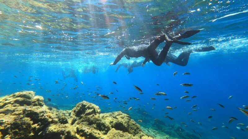 Tenerife: Snorkeling Tour in a Marine Protected Area - Frequently Asked Questions