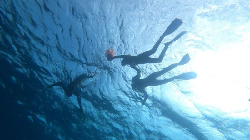 Tenerife: Snorkeling Tour in a Marine Protected Area - The Final Word