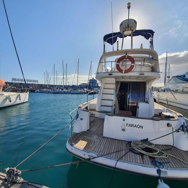 Tenerife South: Safari With Luxury Boat, Animal Encounters - Key Points