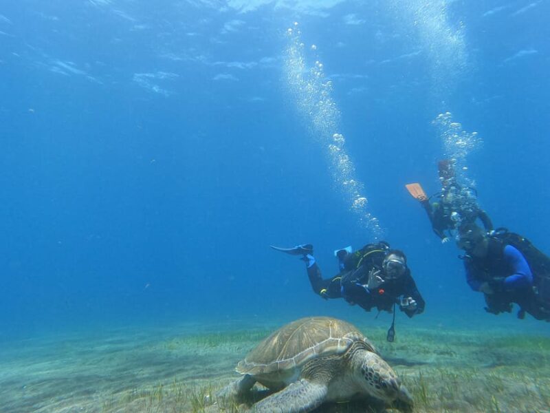 Tenerife South: Scuba Diving for Beginners in Adeje - Traveler Reviews