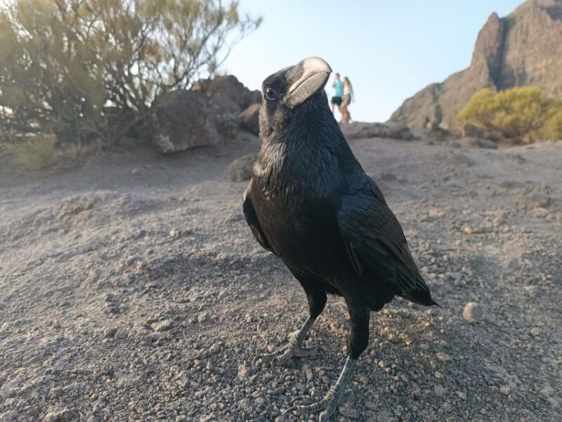 Tenerife: Teide, Masca, Garachico, and Sunset Exclusive Tour - Final Thoughts: Is It Worth It?