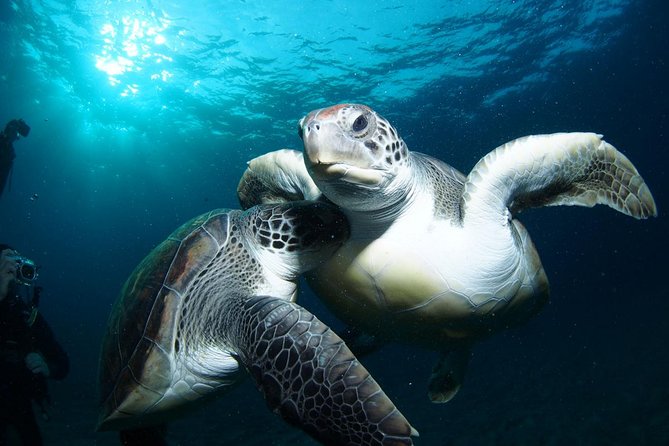 Tenerife Turtle and Snorkel Tour From Costa Adeje - Good To Know