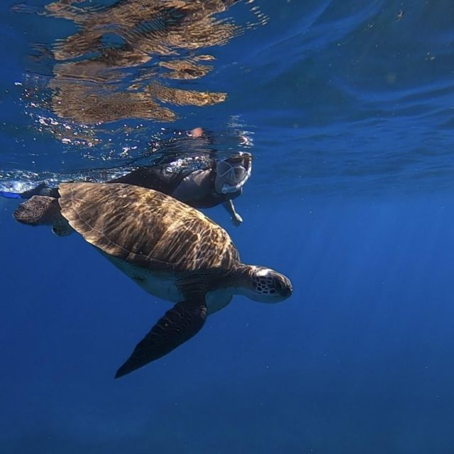 Tenerife: Turtle Bay Snorkel Discovery With Video - Key Points