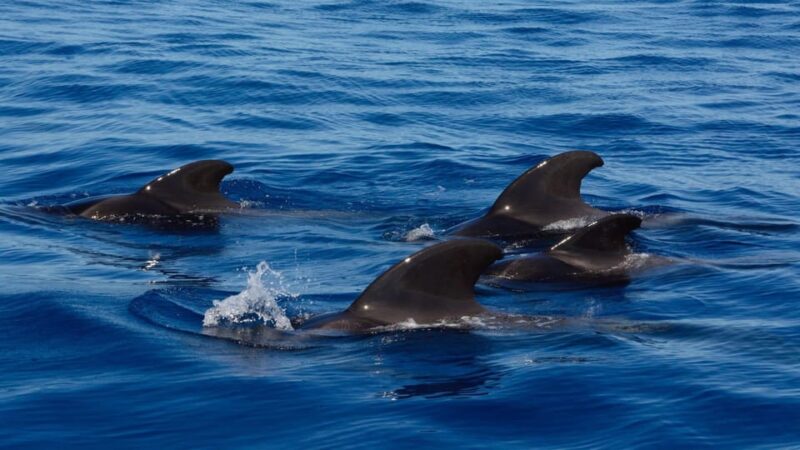 Tenerife Whale Watching and Snorkeling Yacht Trip - Included Features