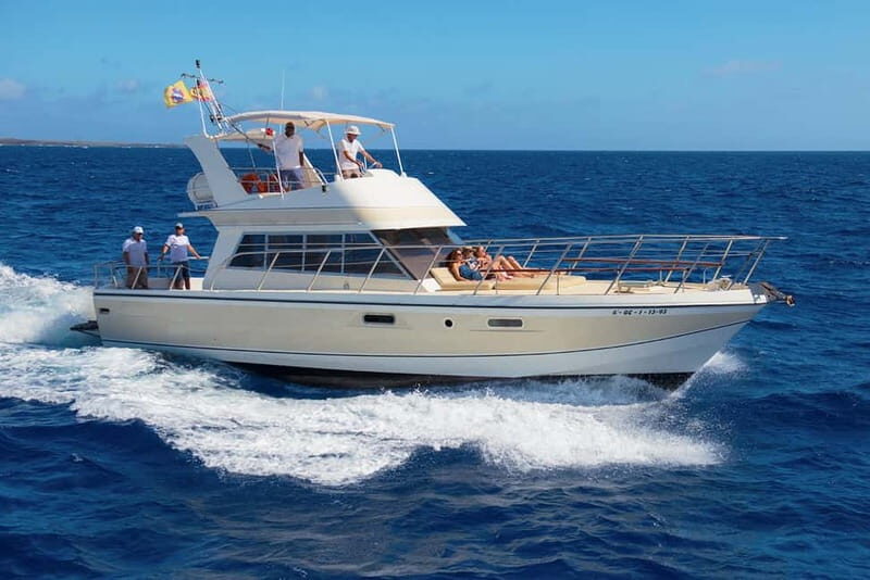 Tenerife: Whale watching tour with swim and lunch on yacht for 22 passengers - An Introduction to the Tenerife Whale Watching Experience
