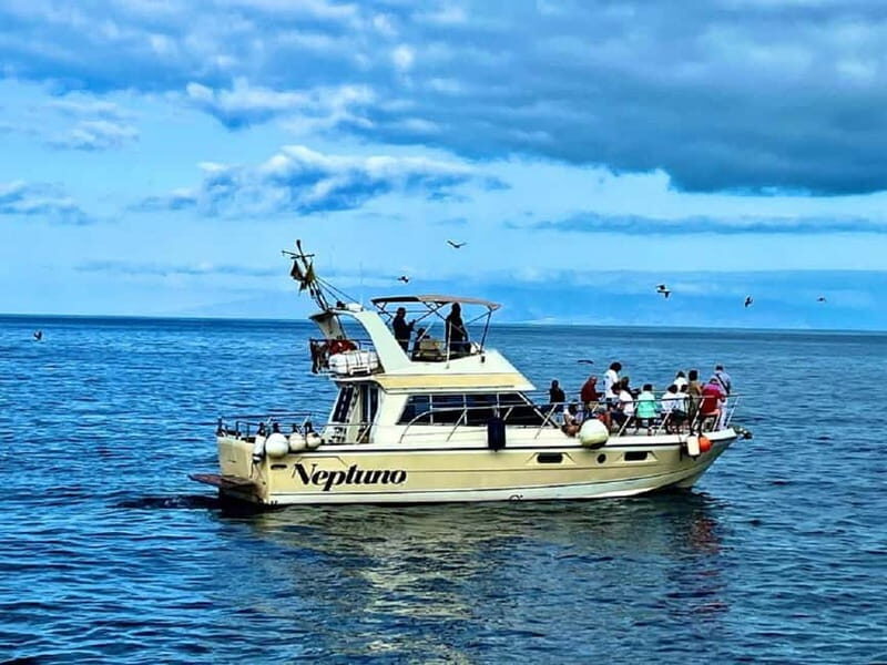Tenerife: Whale watching tour with swim and lunch on yacht for 22 passengers - The Itinerary in Detail