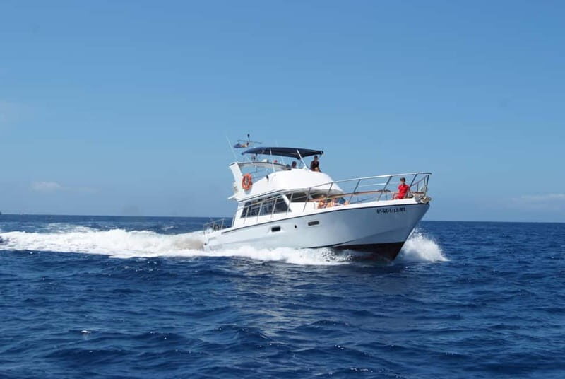 Tenerife: Whale watching tour with swim and lunch on yacht for 22 passengers - Authentic Guest Experiences and Insights