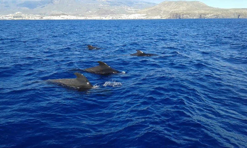 Tenerife: Whale watching tour with swim and lunch on yacht for 22 passengers - Who Will Love This Tour?