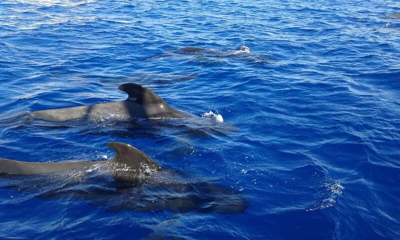 Tenerife: Whale watching tour with swim and lunch on yacht for 22 passengers - Summing Up: Why Choose This Whale Watching Tour?