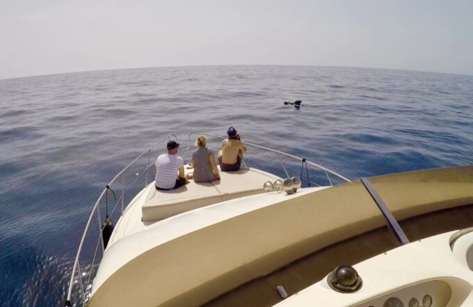 Tenerife: Whales and Snorkeling Tour on a Luxury Yacht - Frequently Asked Questions