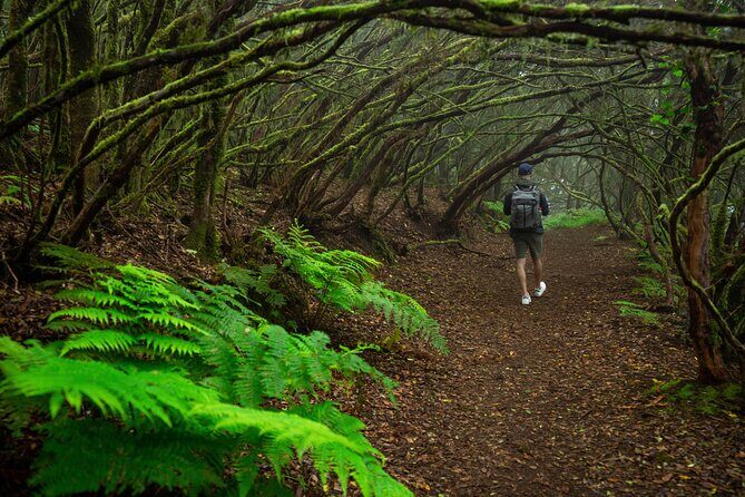 Tenerife Wonder Walk - Who Should Book This Tour?