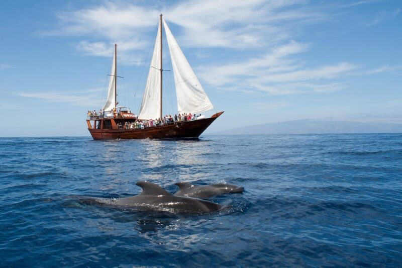Tenerife:Respectful Whale Watching, Pirate Ship, & Swim - What Makes This Tour Special?