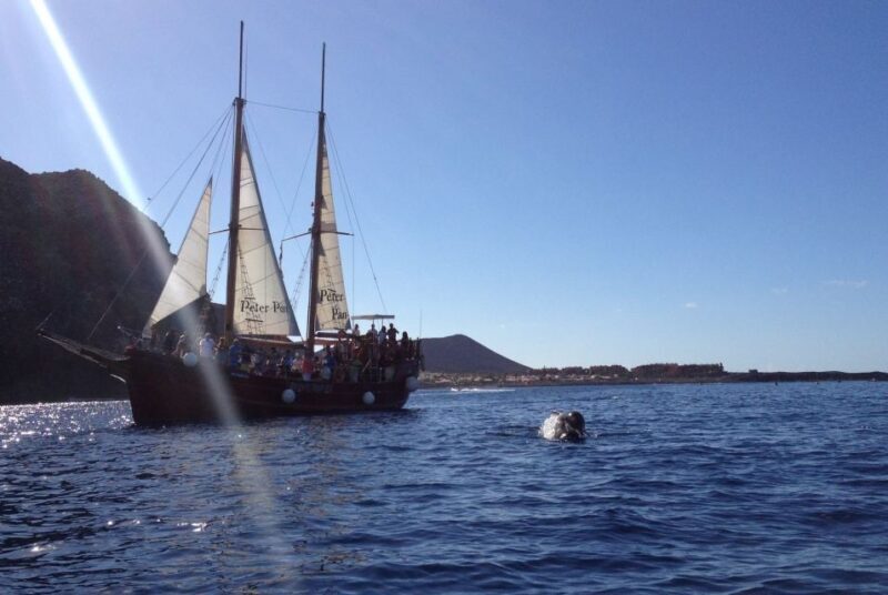 Tenerife:Respectful Whale Watching, Pirate Ship, & Swim - The Sum Up