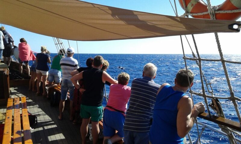 Tenerife:Respectful Whale Watching, Pirate Ship, & Swim - FAQs