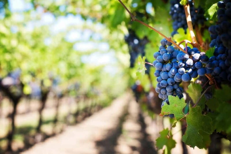 Tenimenti d'Alessandro - Visit the winery and wine tasting - A Balancing Look at Tenimenti dAlessandro