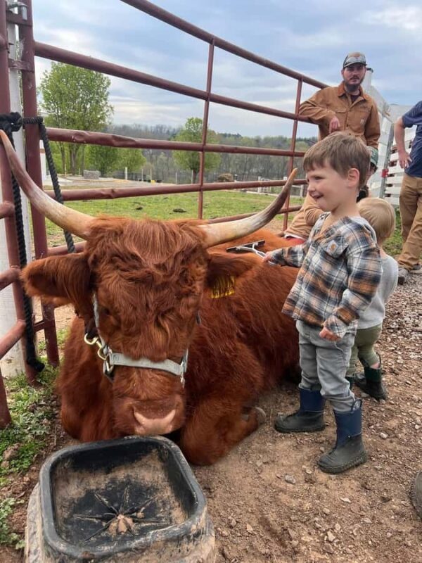 Tennessee: Fluffy Highland Cow Experience + Gelato & Coffee - The Value of the Experience