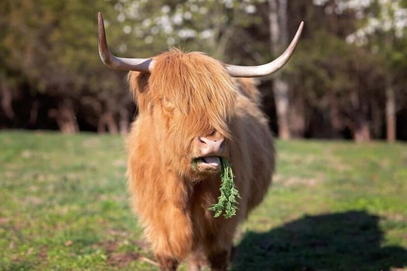 Tennessee: Fluffy Highland Cow Experience + Gelato & Coffee - Who Should Consider This Tour