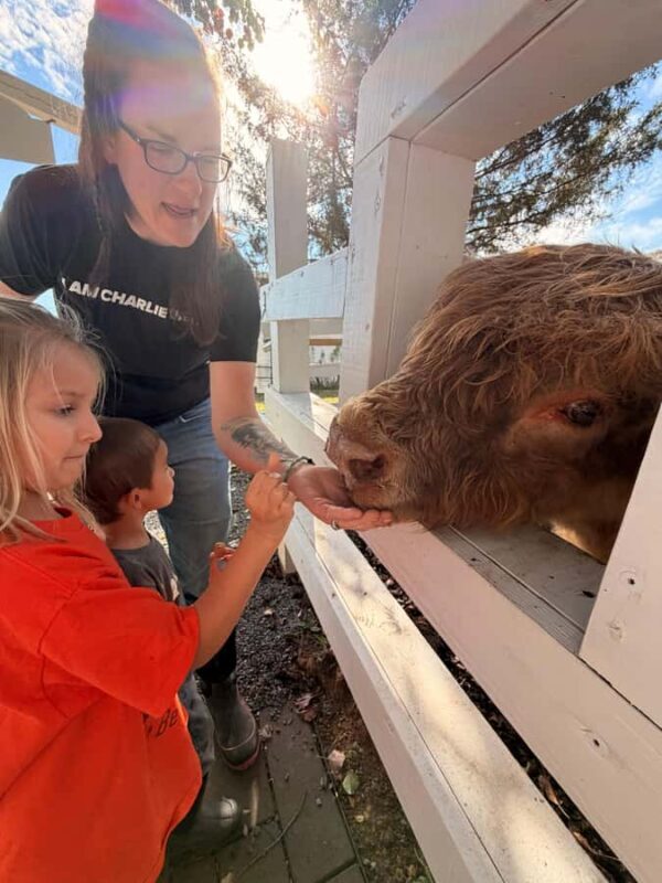 Tennessee: Fluffy Highland Cow Experience + Gelato & Coffee - FAQ