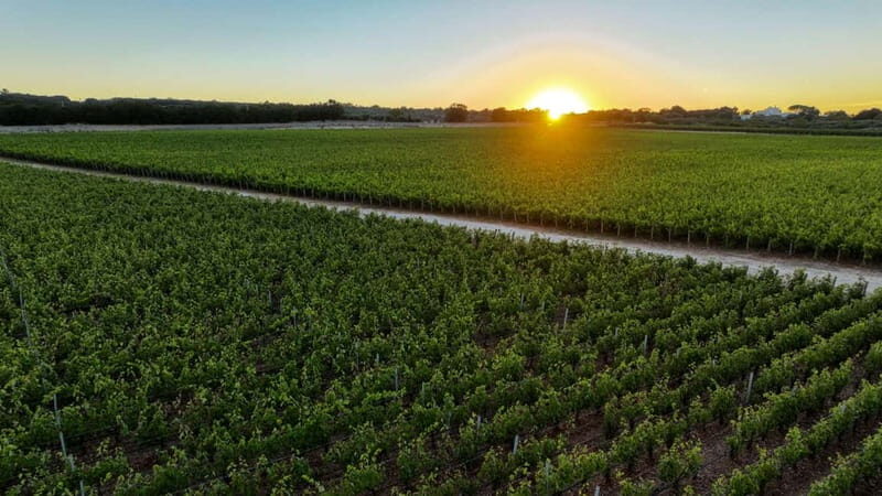 Tenute Girolamo: Winery Tour and VIP Tasting in Itria Valley - The Sum Up: Who Should Consider This Experience?