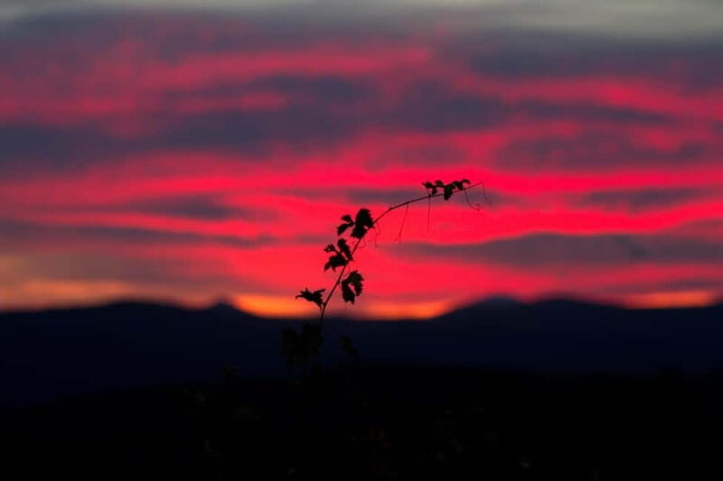 Tenute Silvio Nardi: wine tour of 30 years of Brunello - The Sum Up