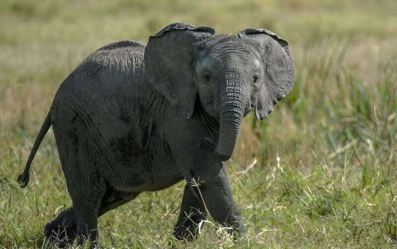 Teotihuacan Safari: Old Ruins and Interact with Animals - Logistics and Comfort