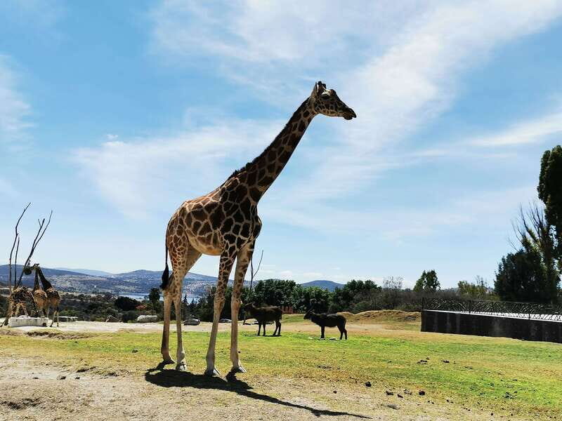 Teotihuacan Safari: Old Ruins and Interact with Animals - Price and Value