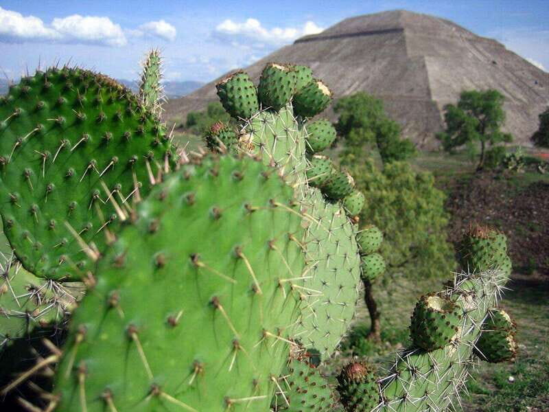 Teotihuacan Safari: Old Ruins and Interact with Animals - Who Is This Tour Best For?