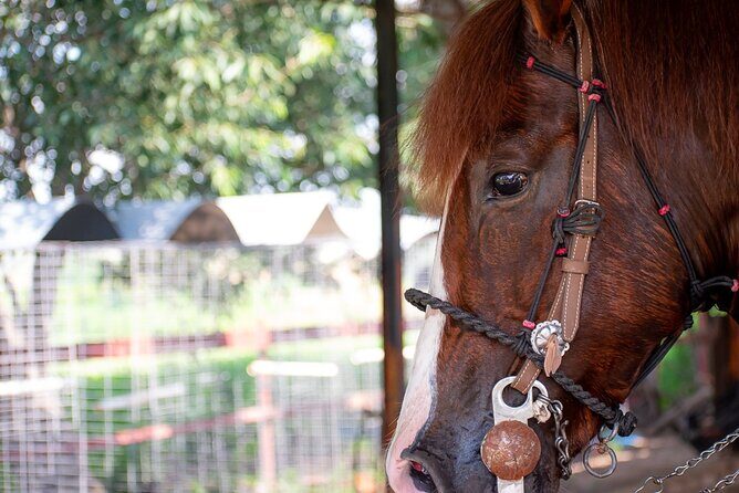 Tequila Agave & Rural Horseback Adventure in El Arenal - Key Points