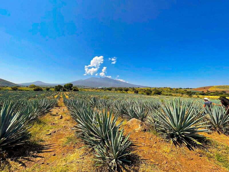 Tequila and Cantaritos Tour from Guadalajara - Final Thoughts