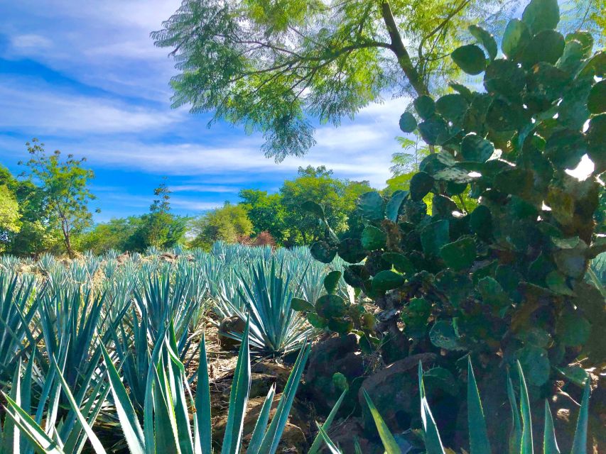 Tequila Full Experience - Tequila Tasting Sessions