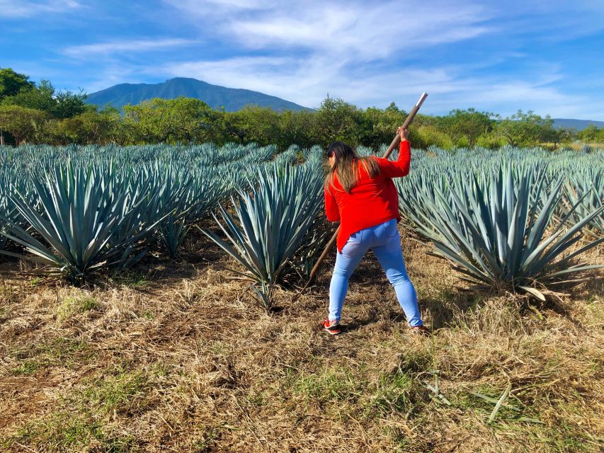 Tequila Full Experience - Guided Tours of Tequila Distilleries
