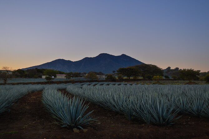 Tequila José Cuervo Tasting Guided Tour from Puerto Vallarta - What Travelers Say